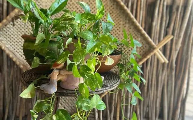 Pousada Ricatins