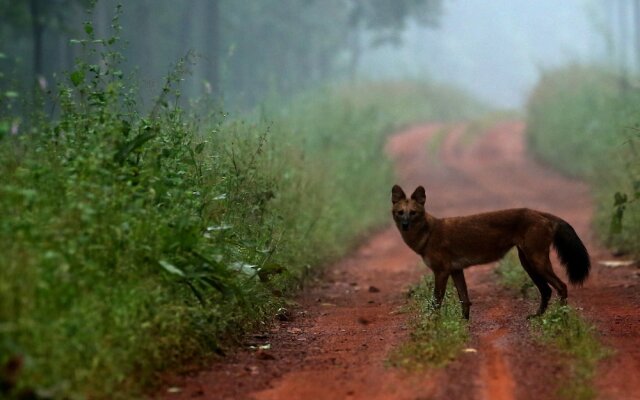 Red Earth Tadoba