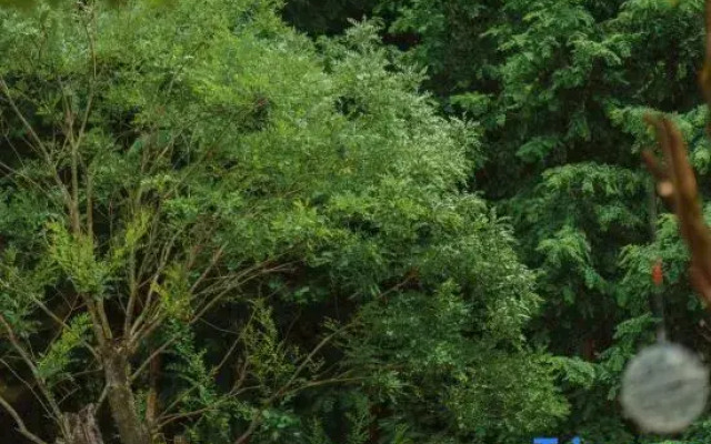 Rainbow Forest Resort & Hotel