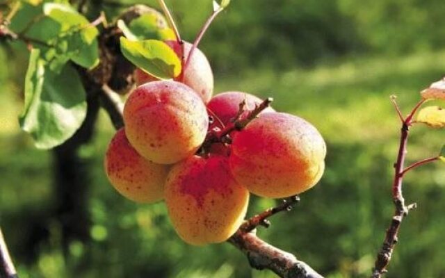 Gasthof Hotel Zur goldenen Krone