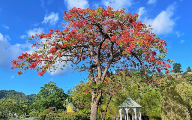 Ocean Oasis Hotel Dominica