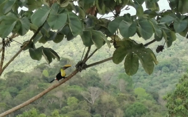 Mirador Osa