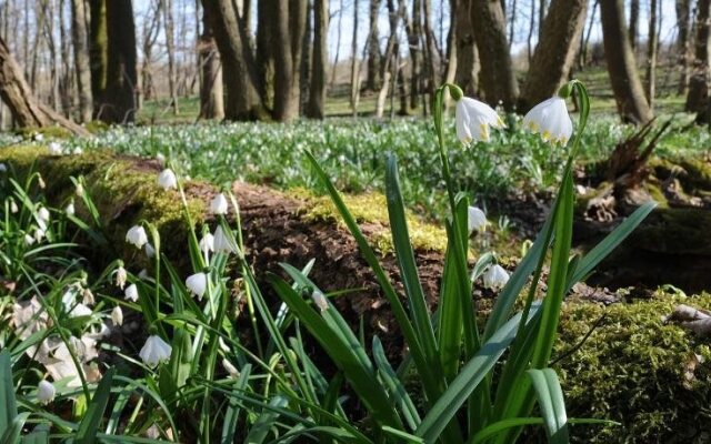 Landhotel Brauner Hirsch