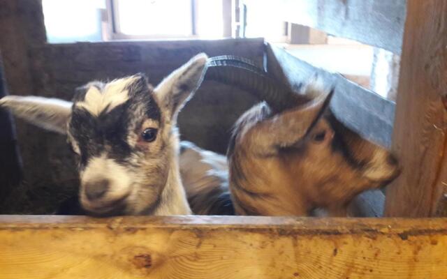 Ferienhaus Lechnerhof