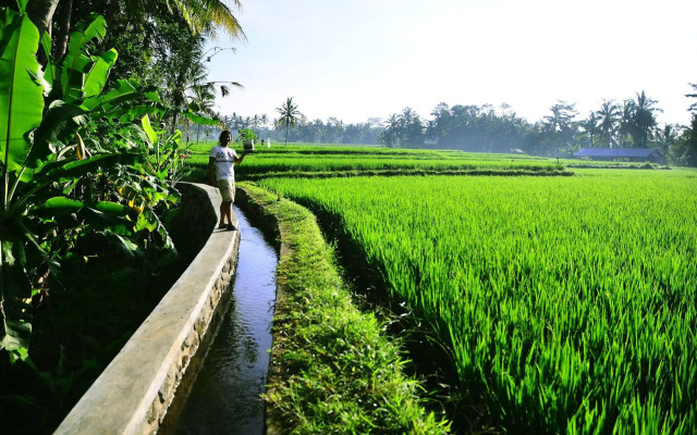 Ubud Sawah Homestay