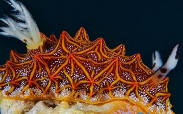 The Three P Beach Resort & Dive Center