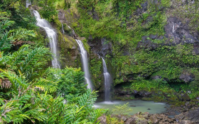 Royal Kahana 317