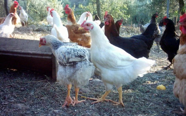 Casa Rondini, organic farm