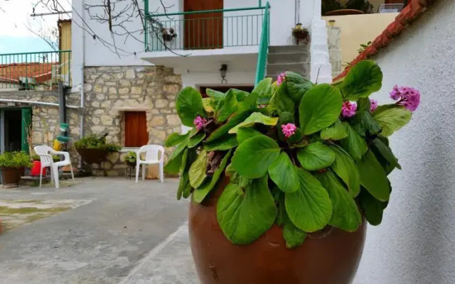 Jungle House