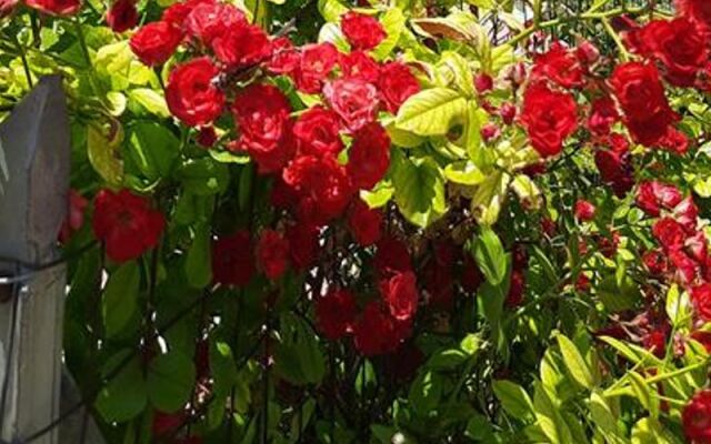 Salda Apart Pansiyon