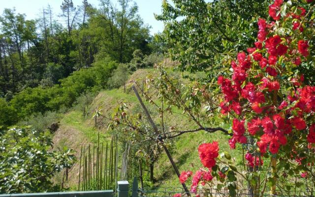 gli ulivi di montalbano 1