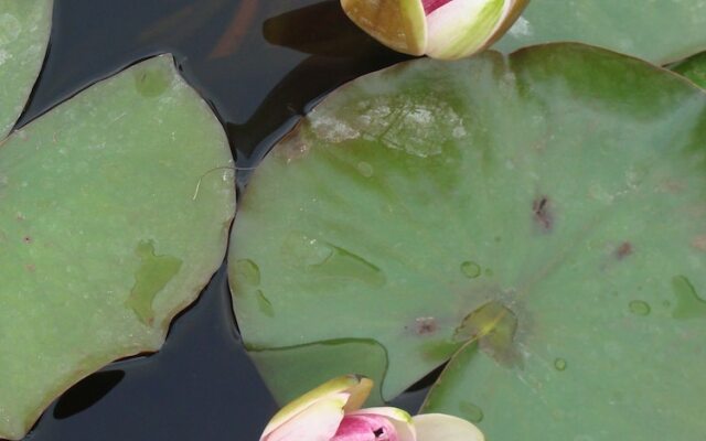 Vale Pisco Villa De Sonho