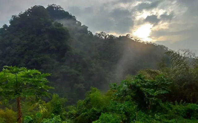 Sunlight Forest