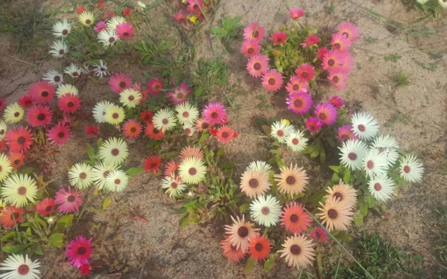 Paradise Beach Apartments Langebaan 4 Elara