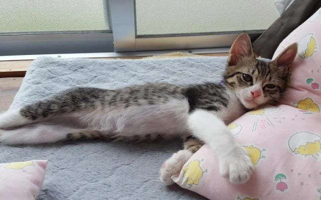 Guesthouse Sunset Hill Bise - Hostel