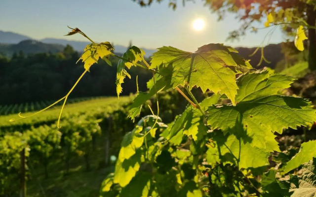 Weingut Fellner
