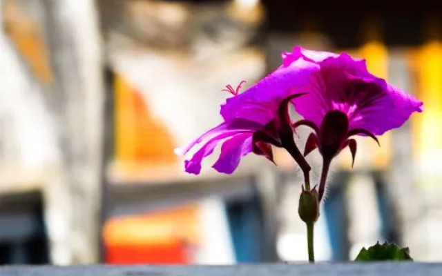 Yixing Thatched Cottage Inn (Lijiang Old Town Dashuiche Branch)