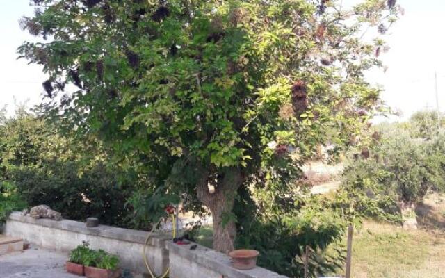 Fra il Glicine e il Sambuco