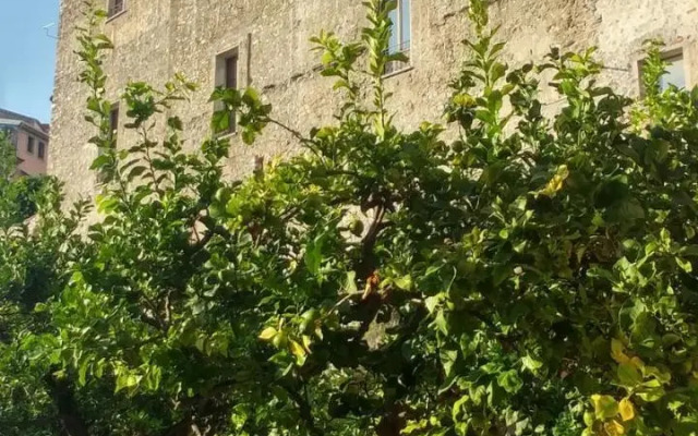 The Lemon Tree House