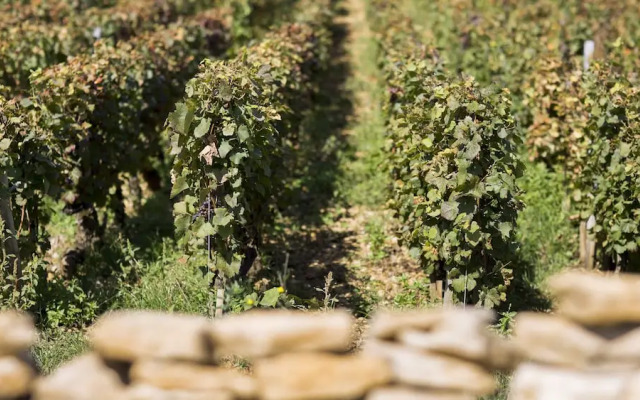 Domaine GILLE