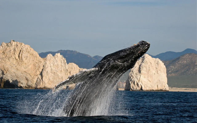 Park Hyatt Los Cabos at Cabo Del Sol