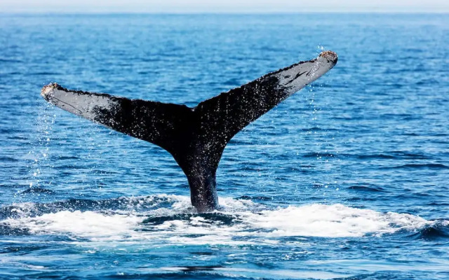 Best 3BR Ocean View Private Villa - Cabo SAN Lucas