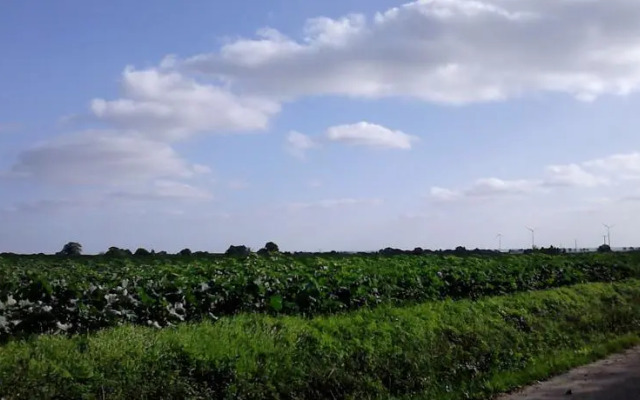 La Poule aux Oeufs Dort