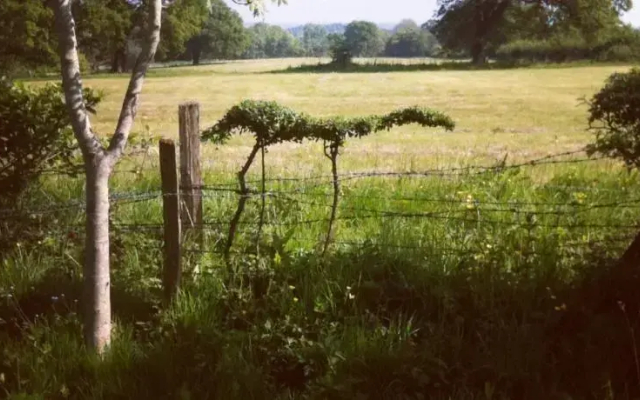 The Shepherds Return