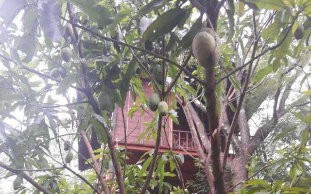 Dambulla Tree House