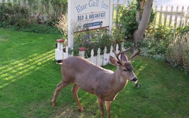 Blue Gull Inn Bed and Breakfast