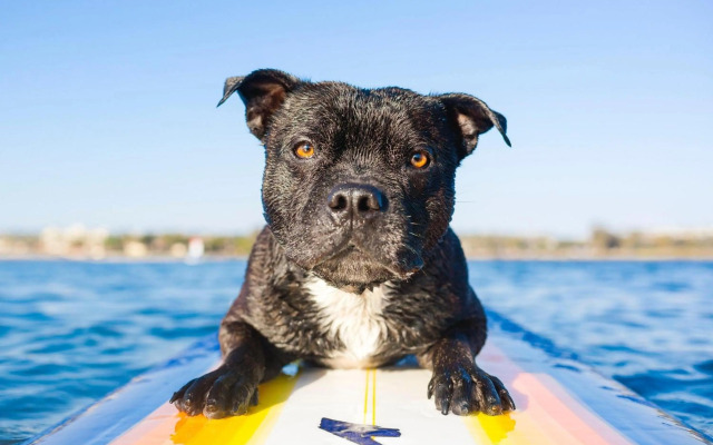 Serenity - Mudjimba - Pet Friendly Holiday Home