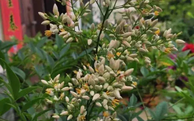 Xingxingyu Qixi Flower Garden