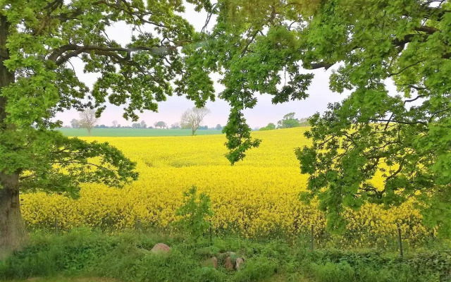 Taubennest