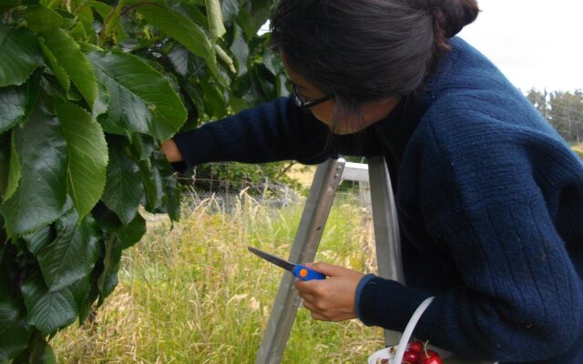 Cherry Top Farmstay - Boutique Eco Village