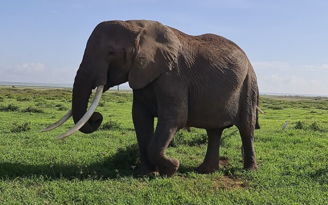 Amanya Star Bed Amboseli