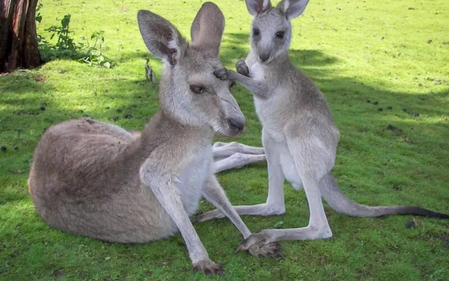 Kinka Palms Beachfront Apartments / Motel