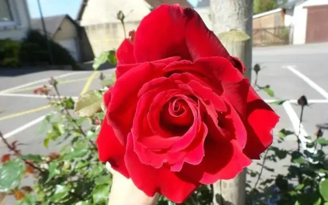 La Maison de Printemps