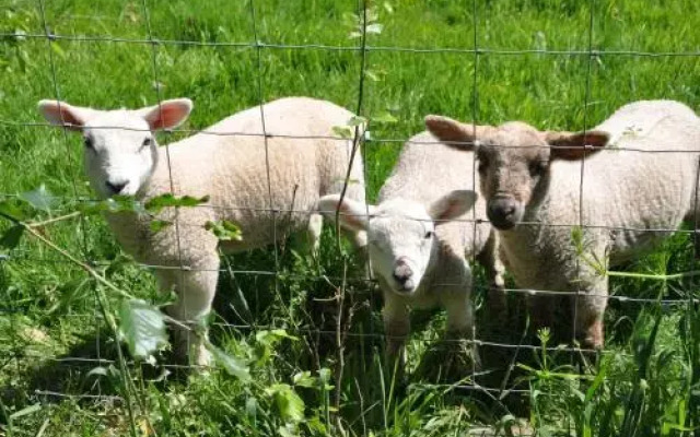 The Farm Snead Bed & Breakfast