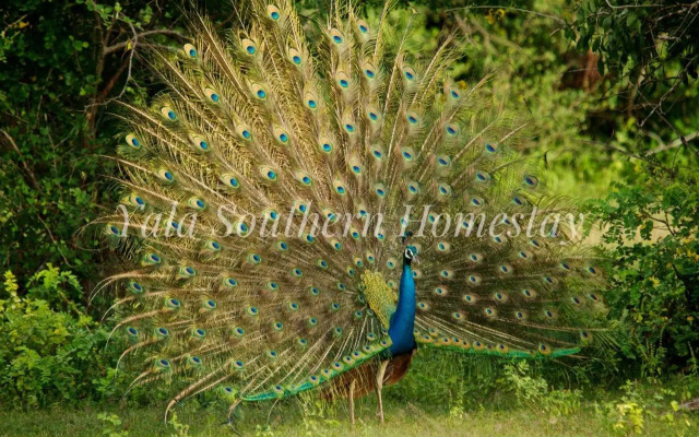 Yala Southern Homestay