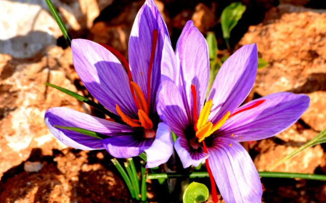 Agriturismo S'Incant'e Sinis