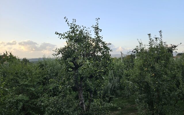 Teona Kartepe Bungalov