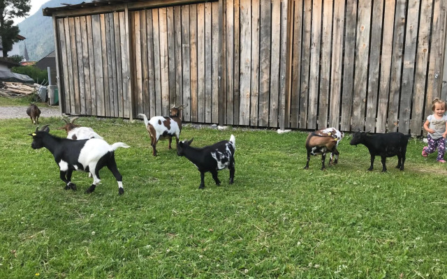 Pony-Ziegen-Hasen-Ranch Bichlbach