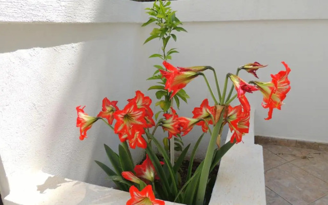 Villa Budvanka Guesthouse