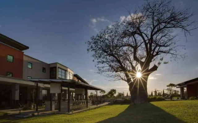 The VIP Executive Baobab