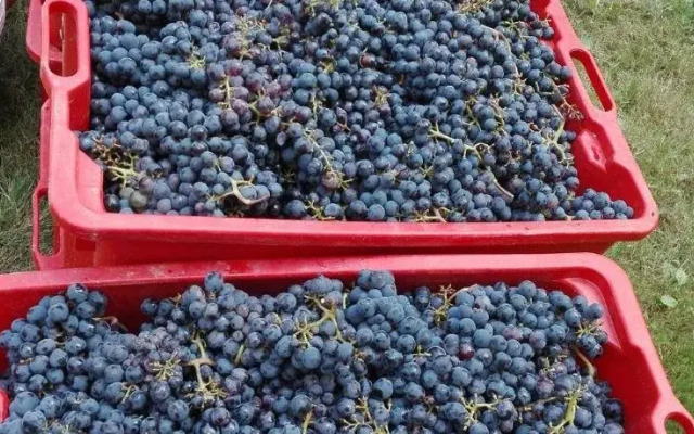 Agriturismo Mirasole