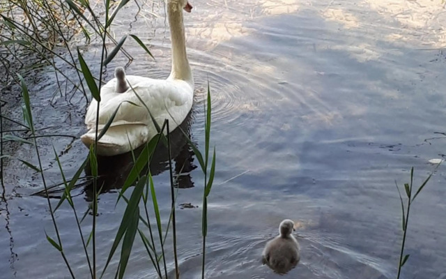 Pension Kreuzinger, 5310 Tiefgraben