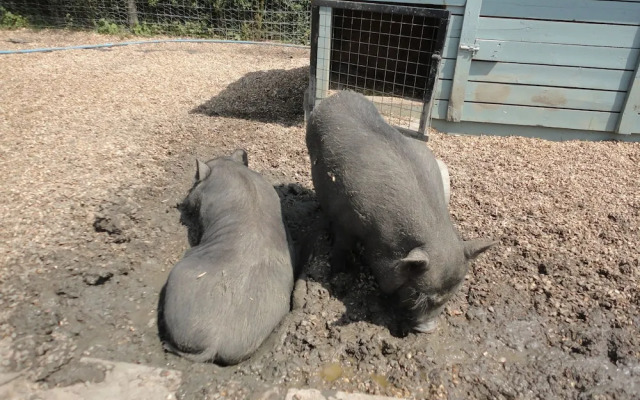 Willow Court Farm
