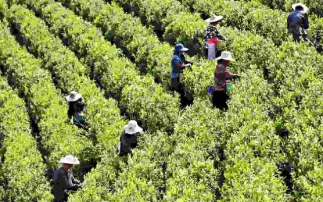 Yuyao Old Shen's Tea House