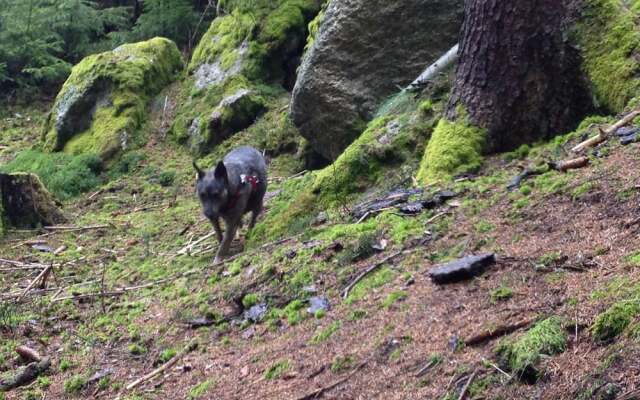 Schmankerl Hotel Bauer