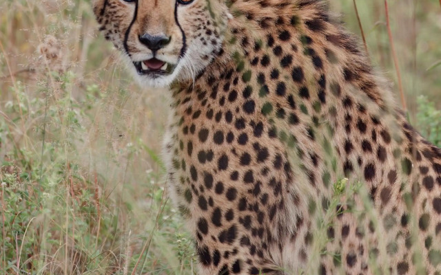 Zulu Camp at Shambala Private Game Reserve